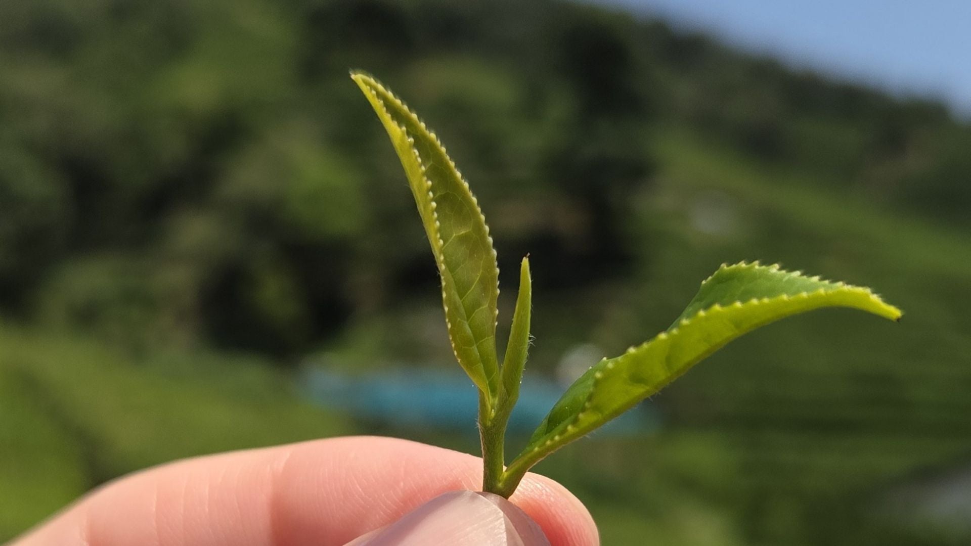 Close-up of a fresh green tea leaf sprouting from a plant, representing tea basics and origin