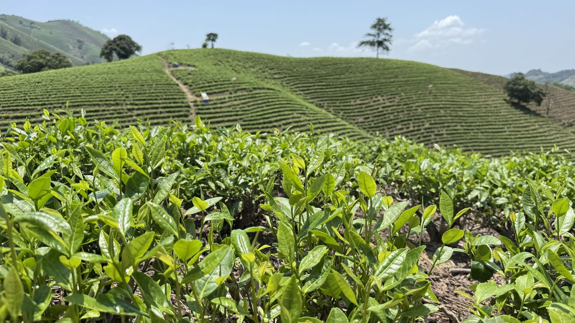Tea plants growing in rows across a hillside tea field, representing the origin of tea